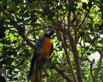 DSC_2033 Central Park Zoo, Manhattan, NYC -- 1 July 2012